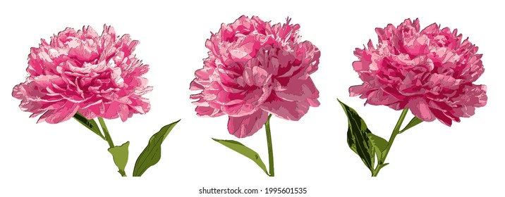 Set of three peonies flowers papercut 3d with shadows. Eps10 vector illustration isolated on white background.