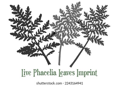Set with the three phacelia leaves imprints. The unique shape of each leaf. Black and white composition with colored text. Real live imprint of leaves.