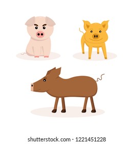 set of three pigs on white background