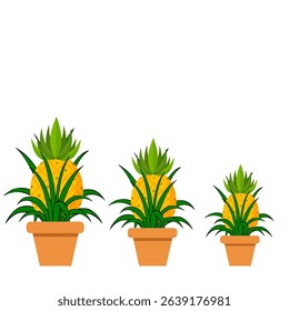 Set of three pineapple plants growing in terracotta pots.