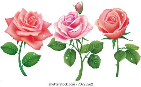 Set of three pink roses