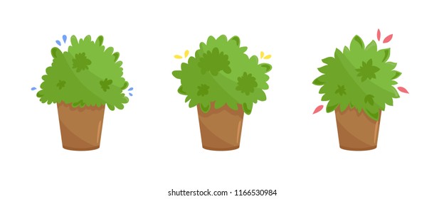 Set of three plants in terracotta clay pots. Domestic kitchen garden on your windowsill. Lush green culinary herbs collection in cartoon style. Vector illustration isolated on white