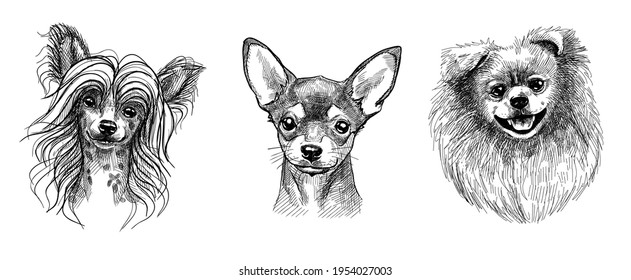 A set of three portraits of cute puppies or dogs. Black and white sketch in the style of hand-drawn graphics with a pen.