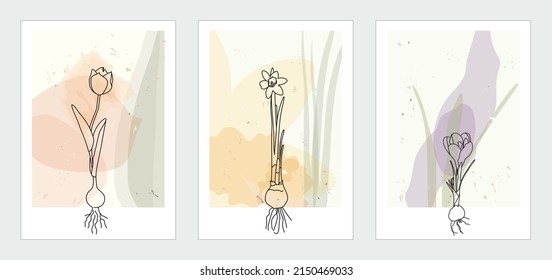 
Set of three posters, interior decoration. Abstract images of spring flowers, bulbs with tulip, narcissus and crocus. Soft pastel colors, beige, black outline. 