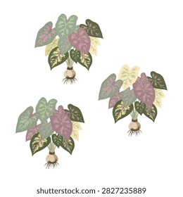 A set of three potted Caladium plants featuring vibrant pink, white, and green heart shaped leaves with visible root systems, isolated on a clean white background.