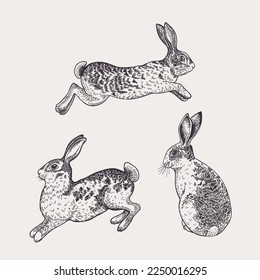 Set with three rabbits. Isolated animals on a white background. Black and white.