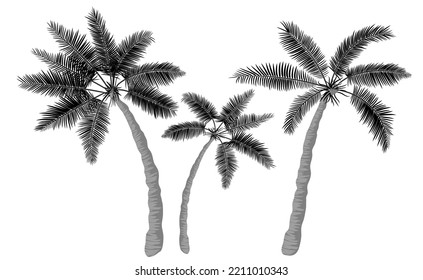 Set of three realistic cartoon palm trees. The big and small palms are tilted away from each other. Monochrome graphic drawing. Tropical palm leaves. Isolated elements, icons on white background