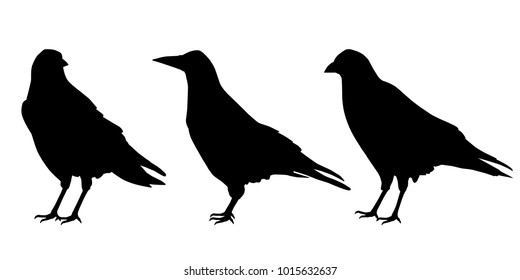 Set of three realistic silhouettes sitting ravens, isolated vector on a white background