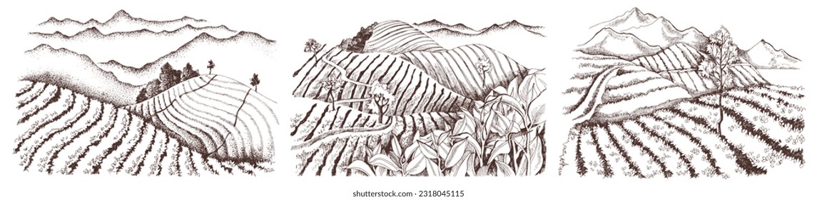 Set of three retro style image of tea plantations