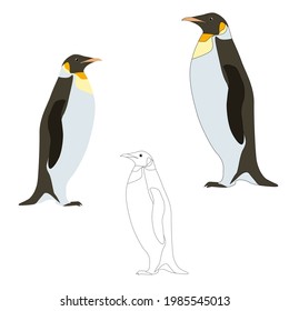 Set of three roial pinguins coloured and an outline for colouring with cartoon eyes