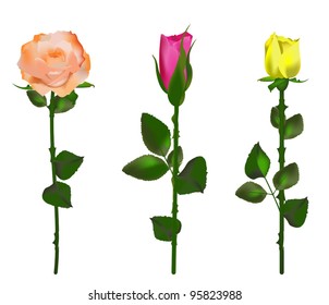 A set of three roses