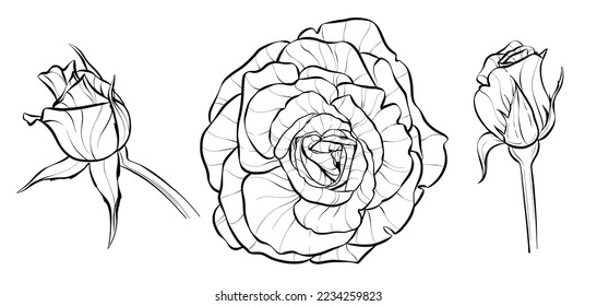 Set. Three roses, a closed bud and an open flower. Illustration sketch in black and white style.