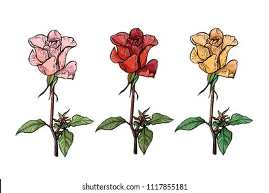 Set of three roses of different colors on stems, vector illustration.