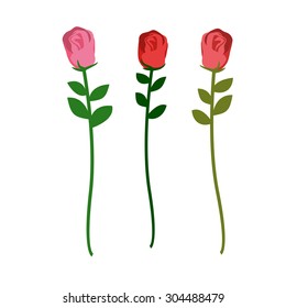 Set of three roses of different colors on a white background. Vector illustration of flowers
