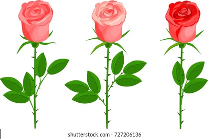 Set of three roses with green leaves on white background