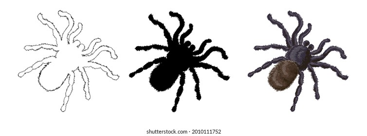 A set of three shaggy spiders - a spider in a cartoon style, an outline style and its black silhouette. Tarantula spider. Stock vector illustration isolated on white background.