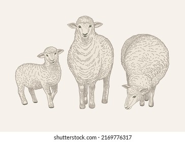 Set with three sheep. Cute lamb. Vintage illustration of animals. Isolated vector elements. Engraving style.