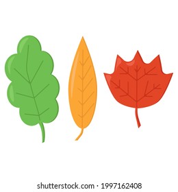 Set of three simple leaves in cartoon style, autumn leaves of different colors and shapes vector illustration