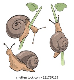 Set of three snails, isolated on white