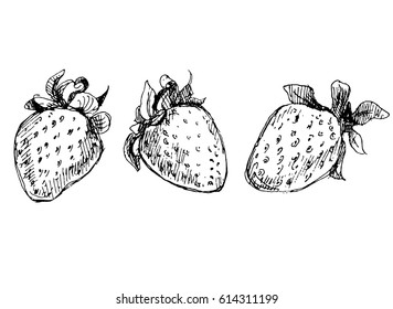 The set of three strawberries drawn in pen and ink.