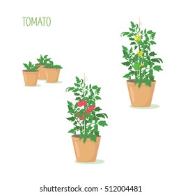 Set Of Three Tomato Plants In Pots In Different Stages Of Growth, A Seedling, A Blossoming Plant, A Plant With Red Ripe Tomatoes. Vector Illustration