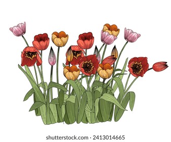 Set of three tulips flower hand drawn colorful sketch for drawing book vector illustration isolated on white background