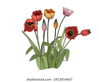 Conjunto de tres boceto colorido dibujado a mano de flor de tulipanes para la ilustración vectorial del libro de dibujo aislado en fondo blanco