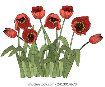 Conjunto de tres boceto colorido dibujado a mano de flor de tulipanes para la ilustración vectorial del libro de dibujo aislado en fondo blanco