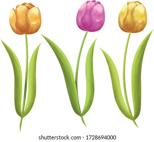Set of three tulips. Illustration for a bouquet of tulips. Easter, March 8, summer illustration
