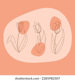 Set of three tulips. Line art vector color illustration.
