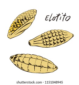 A set of three types of traditional Mexican bread "Elotito" . Color image in the style of the sketch.