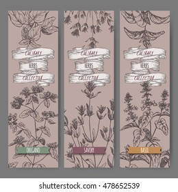 Set of three vector banners with oregano, savory, basil sketch. Culinary herbs collection. Great for cooking, medical, gardening design.