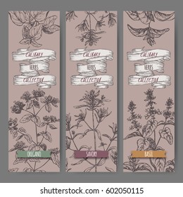 Set of three vector banners with oregano, savory, basil sketch. Culinary herbs collection. Great for cooking, medical, gardening design.