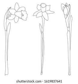 A set of three vector flowers of a daffodil drawn by hand in the form of a contour for the possibility of independent coloring.