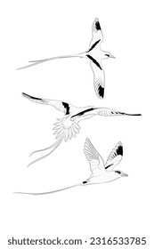 Conjunto de tres aves tropicales voladoras de cola blanca (Phaethon lepturus) aisladas sobre fondo blanco. Ilustración vectorial.