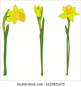 Set of three vector hand-drawn flowers of narcissus in color.
