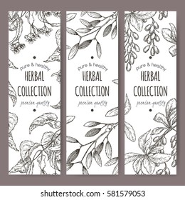 Set of three vector herbal tea labels with lime tree, mistletoe and barberry based on hand drawn sketch.