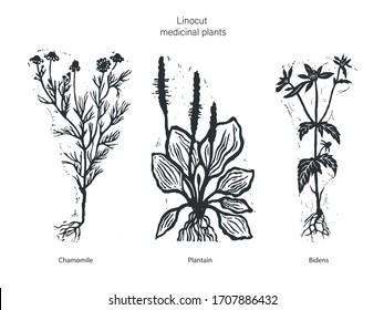 Conjunto de tres plantas medicinales vectoriales. Ilustración vectorial de la manzanilla médica. Ilustración vectorial de plátano. Ilustración vectorial de los pujadores. Conjunto de tres plantas médicas de linocut.