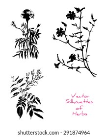 Set of three vector silhouettes of different herbs against white background