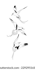 Set of three vector white-tailed tropicbirds isolated on white background.