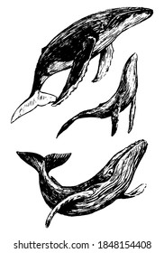 Set of three whales sketches. Ocean animal hand drawn vector illustrations. Realistic retro graphic drawings isolated on white. Black doodles elements for design print, poster, decor, typography, card