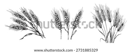 a set of three wheat plants on a white background