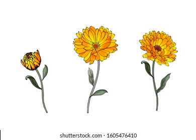 Set of three yellow calendula flowers on a stalk with green leaves. Isolated on white. Hand drawn. For floral design of cosmetic products, greeting card, wedding invitation, sales.Vector illustration.