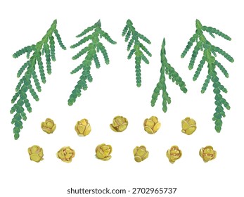 Set of thuja branches and cones on a white background