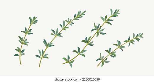 Set of thyme branch. Vector detailed illustration.