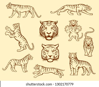 Set of Tiger Illustrations in Different Poses