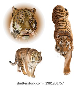 Set of tigers. Vector illustration isolated on white background