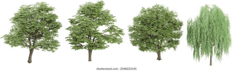 set of Tilia,Salix trees on transparent background