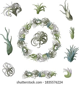 Set of tillandsia air plants. Exotic flower wreath. Vector illustration on isolated white background.