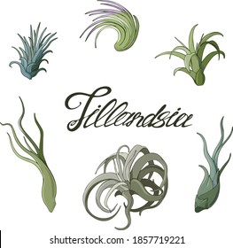 Set of tillandsia exotic air plants. Vector illustration on isolated white background.